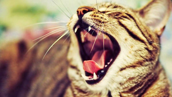 Кошка зевает и выставляет зубы