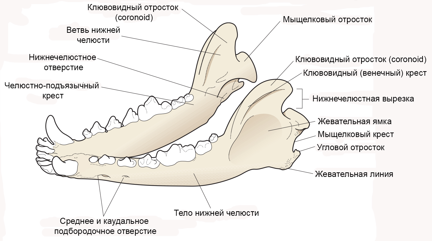 Нижняя челюсть собаки анатомия
