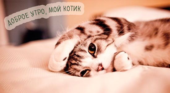 Доброе утро котик - самые красивые и приятные открытки, картинки 6