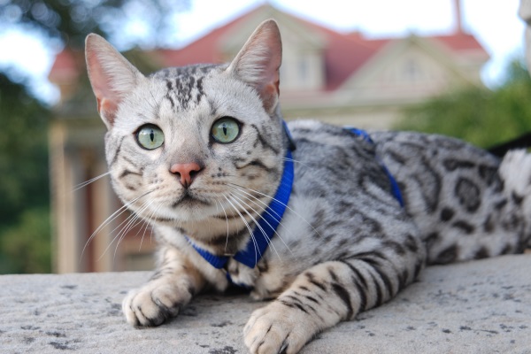 Серебристый окрас бенгальской кошки