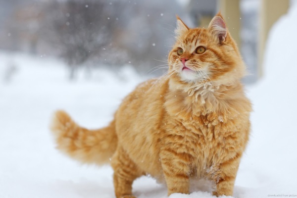 Сибирский кот зимой