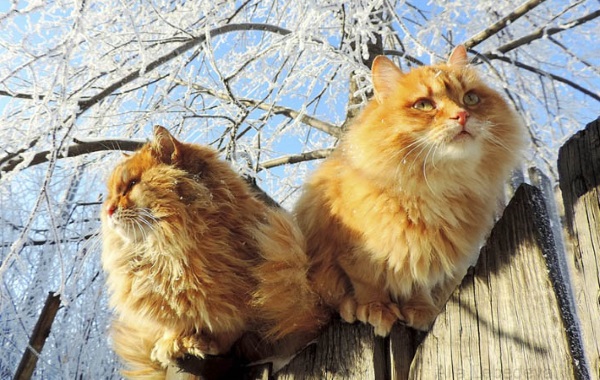 Два кота сидят на заборе