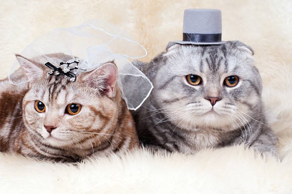 Кот жених и кошка невеста