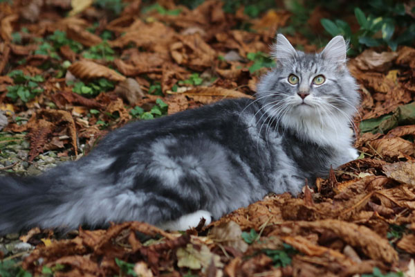 норвежская лесная кошка в лесу