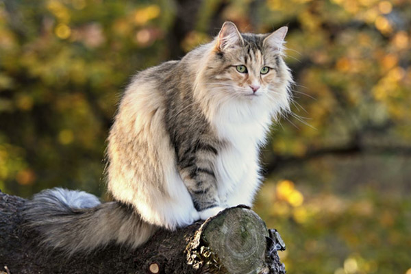 норвежская лесная кошка на дереве