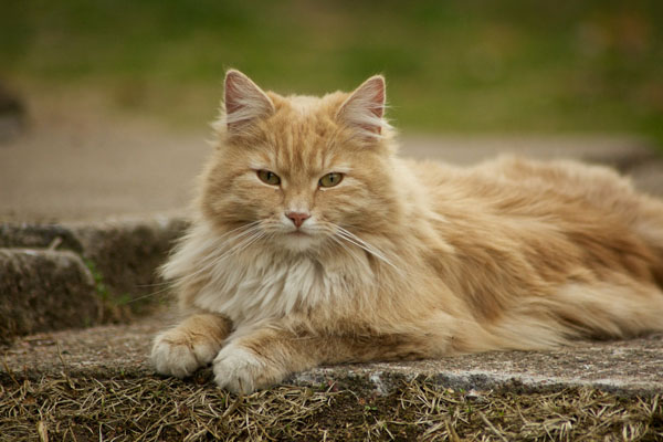 норвежская лесная кошка рыжая