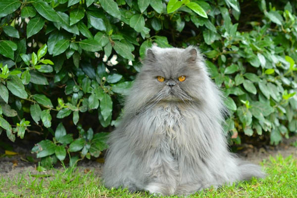 серый дымчатый персидский кот