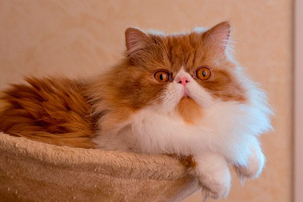 рыжая с пятнами персидская кошка