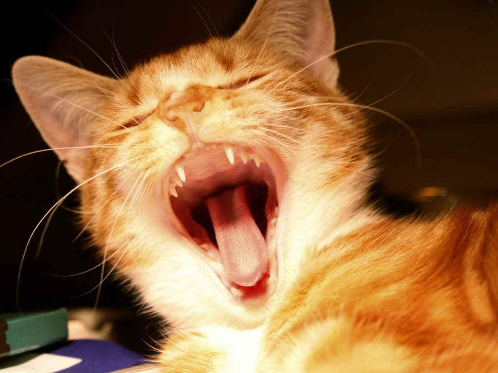 Кошка зевает