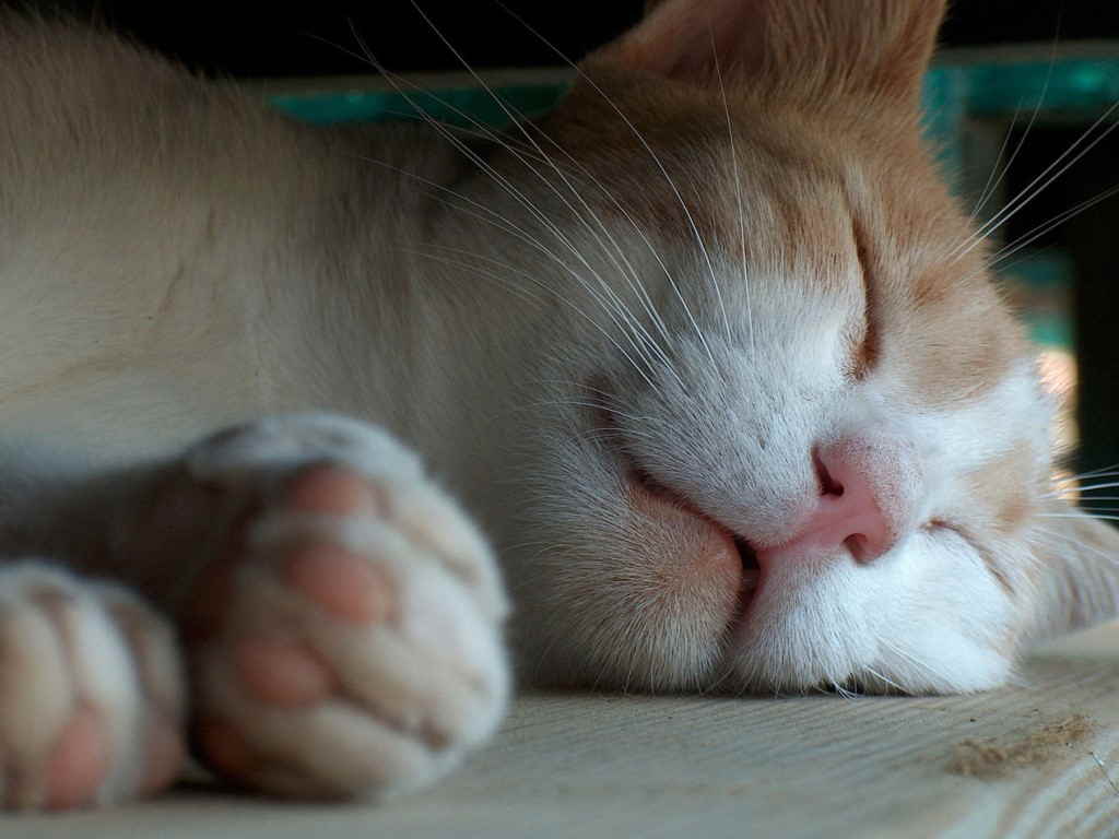 Кот во сне