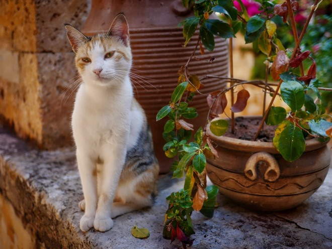 Кошка сидит на балконе у цветка