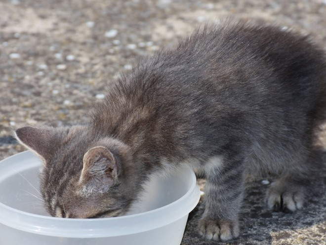 Котенок ест на улице