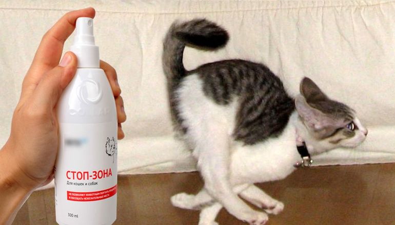 Чего не переносят кошки: несколько проверенных способов отпугнуть животное при помощи запахов