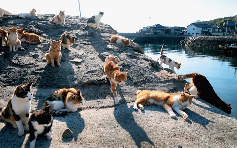 Фраджост остров кошек