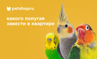 Как выбрать попугая
