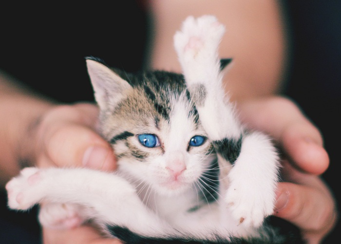 Котенок несмышленыш. Позитивище. Kitten you. Kitten giving a big thumb.