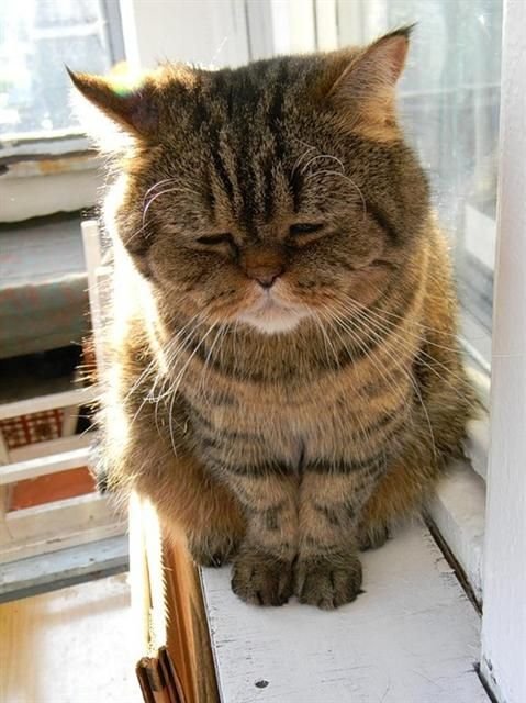 грустная кошка.jpg