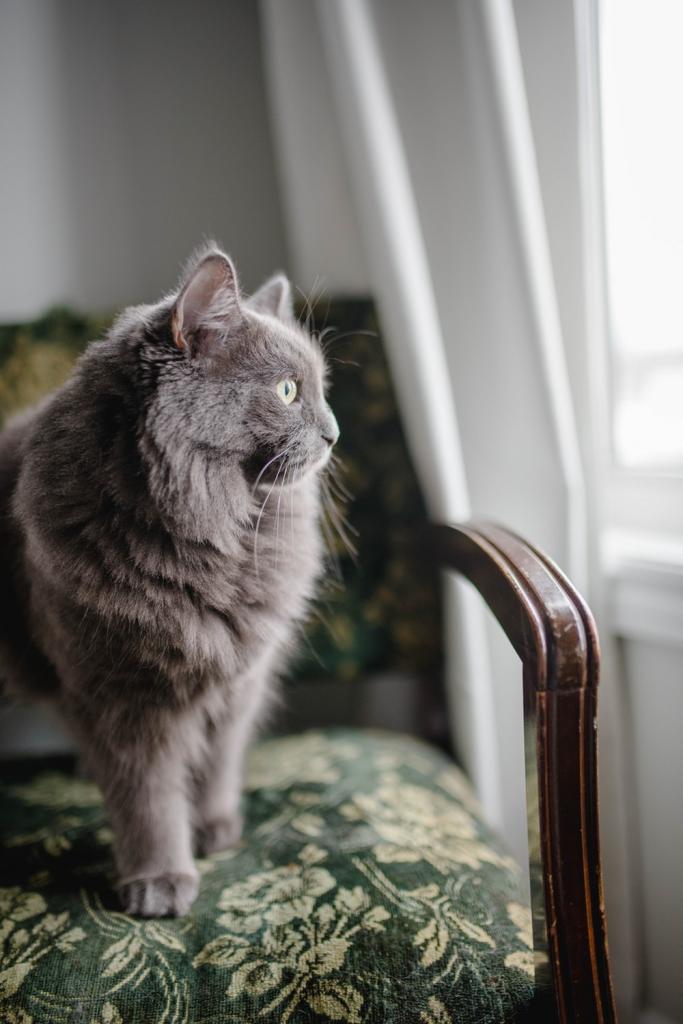 Пушистый серый кот
