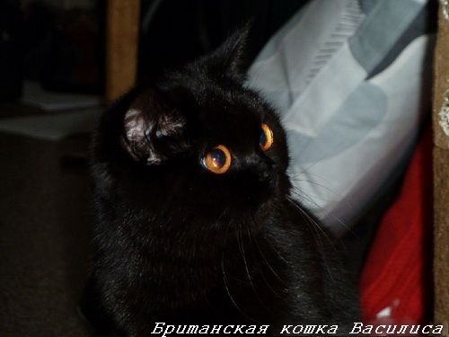британские котята черного окраса