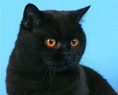 британские котята черного окраса
