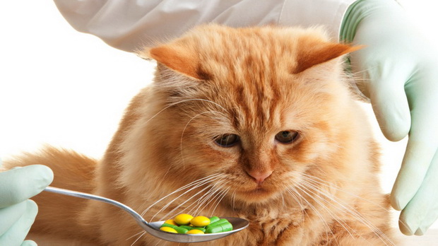 Какие витамины давать кошке, обзор лучших комплексов