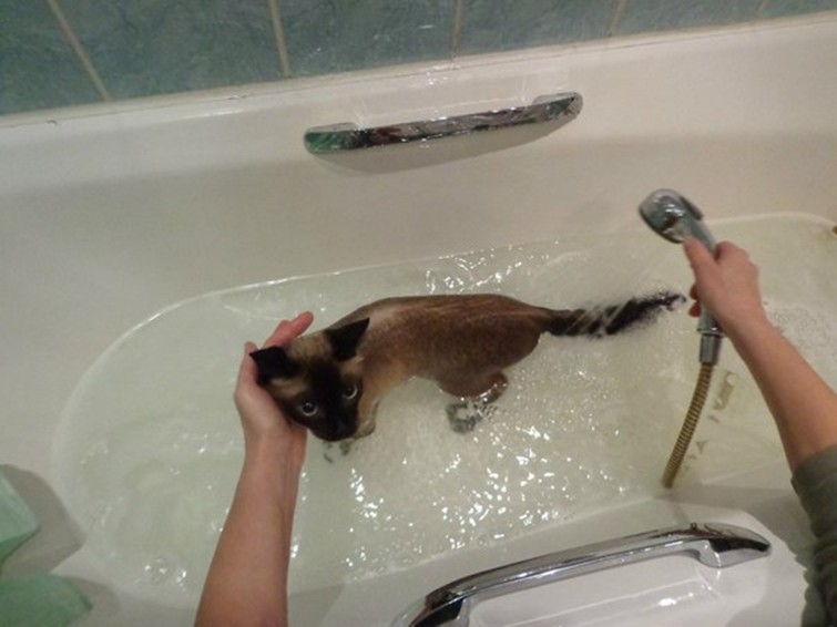 Сиамская кошка принимает душ