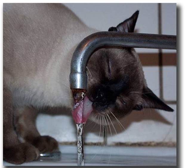 Сиамская кошка пьет проточную воду
