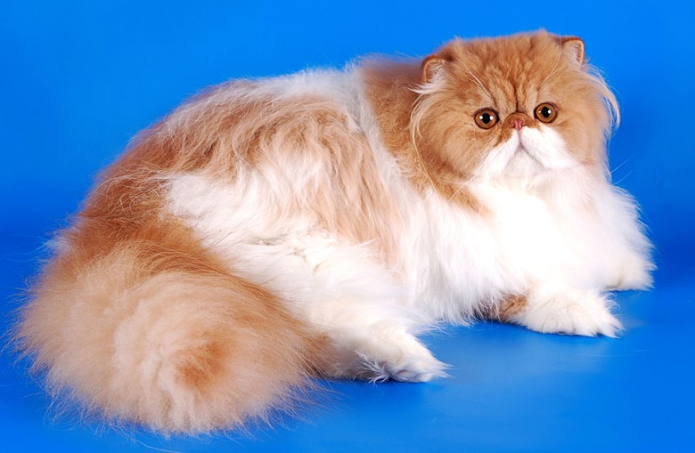 Кошка породы персидская