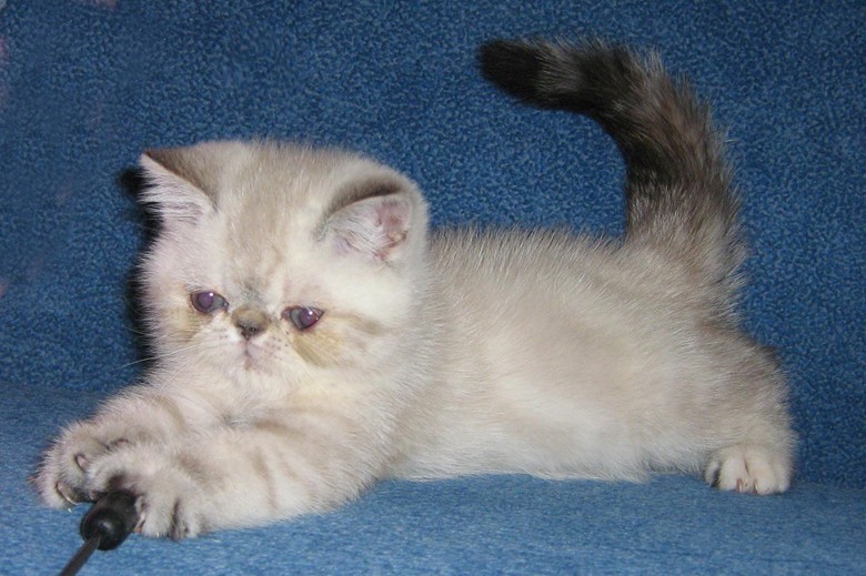 котенок породы персидский