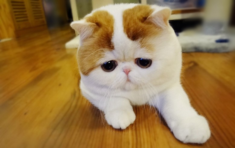 кошка с грустным взглядом