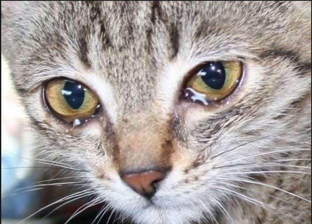 слезящиеся у кошки глаза