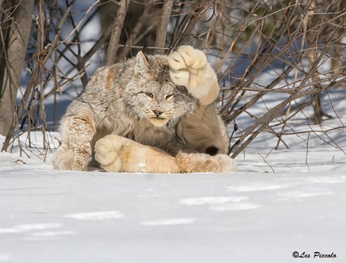 Виды диких кошек, о которых вы могли не знать (21 фото)