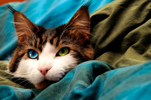 Самые красивые кошки в мире (27 фото)