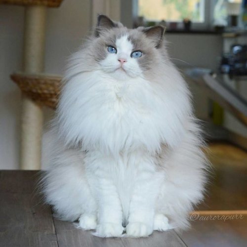 Самые красивые кошки в мире (27 фото)