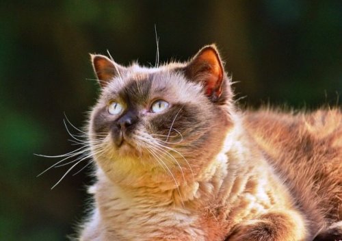 Топ-25: Короткие и милые факты про котов породы манчкин