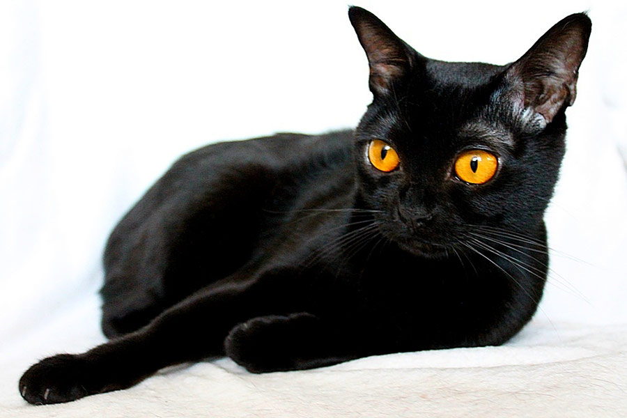 Породы кошек черного окраса: Черные кошки [фото + список пород