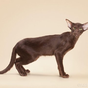 Окрас кошки породы ориентальная. Ориентальная кошка Гавана. Ориентал окрас Гавана. Ориентальный кот окрас Гавана. Шоколадный ориентальный кот.