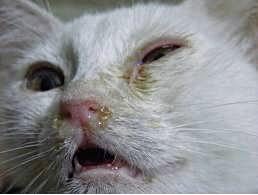 кошка с вирусом герпеса