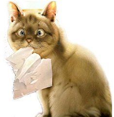 кот с туалетной бумагой