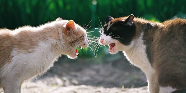 Часто агрессия котов вызвана гормонами