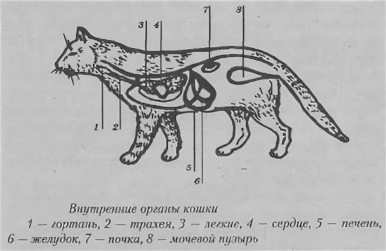 Пищевод кошки. Анатомия кота внутренние органы. Внутреннее строение кошки. Строение внутренних органов котенка. Строение дыхательной системы кошки.