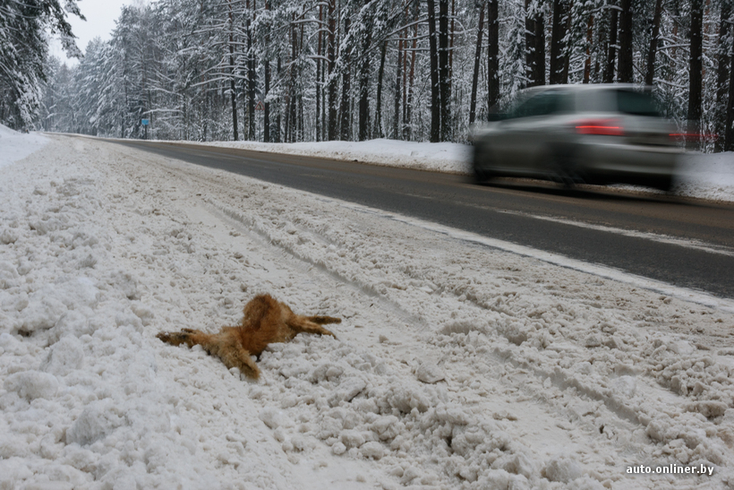 Сбитые кошки на дороге. Раздавленный кот на дороге. Собака на дороге. Сбитые животные на дороге.