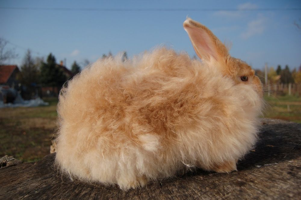 Ангорский кролик — пряжа и изделия из пуха ангорского кролика. Что такое ангора?, фото № 4