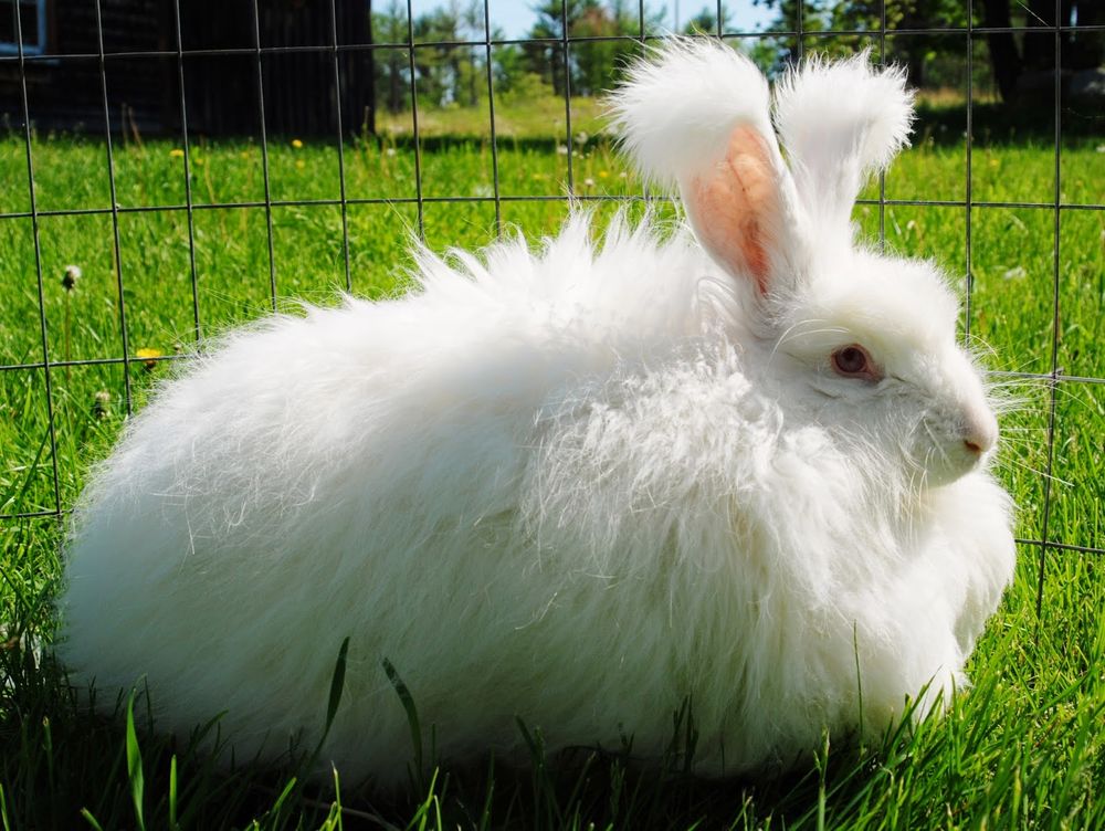Ангорский кролик — пряжа и изделия из пуха ангорского кролика. Что такое ангора?, фото № 6