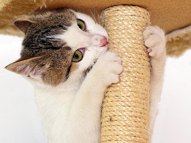 How to Choose a Scratching Post