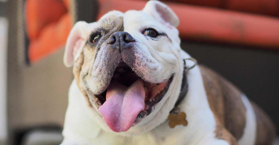 Brown and white Bulldog, smiling in front of a couch