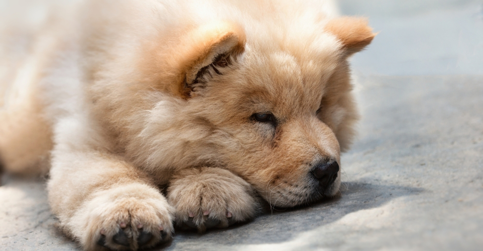 Light brown Chow Chow lying on a concrete