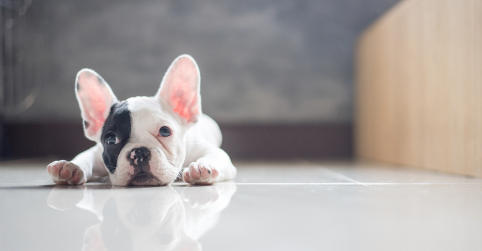 Black and white French Bulldog puppy lying on a white floor
