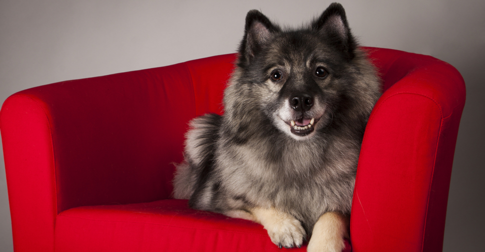 Happy Keeshond smiling while sitting on a red couch