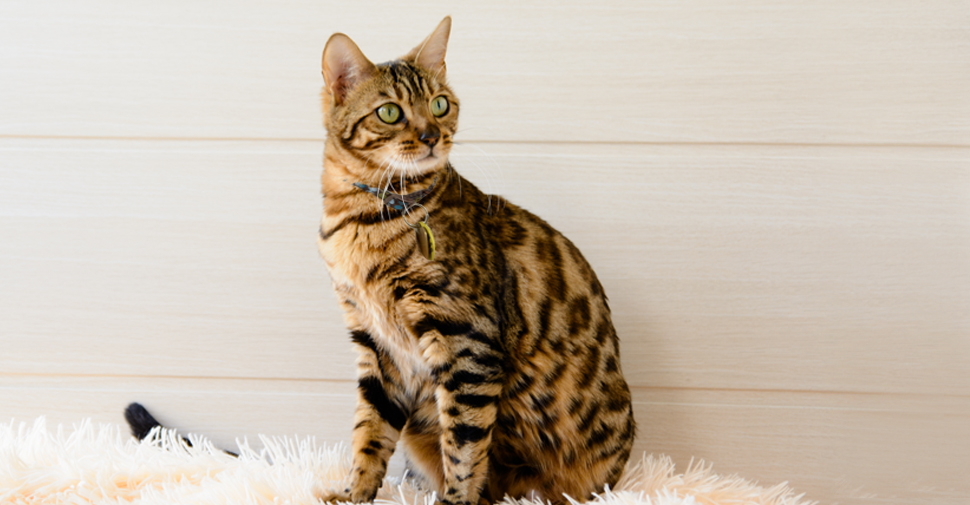 Large Bengal cat on a white carpet against a white wood wall